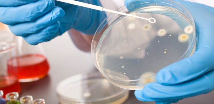 Unveiling the Vast Research Opportunities After Completing a Master's Degree in Microbiology
